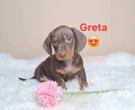 Greta  - Tacskó eladó kiskutya