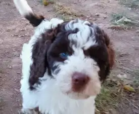 Lagotto Passion Aureate Eleni  - Romagna Water Dog Puppy for sale