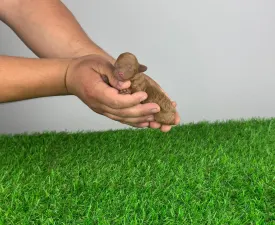 Jozzy - Toy uszkár eladó kiskutya