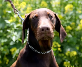 Barnabás - Dobermann eladó kiskutya