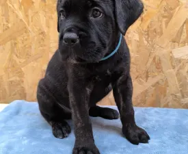Eros - Cane Corso eladó kiskutya