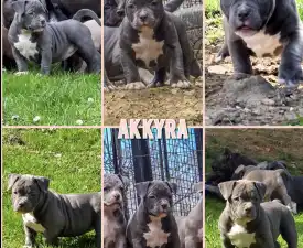 Ak Bully Kyra/una - Amerikai Bully - Pocket eladó kiskutya