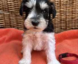 Celine - Miniature Schnauzer Puppy for sale