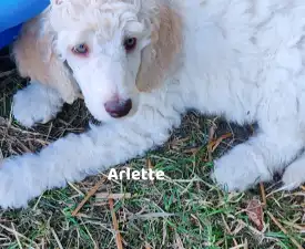 Arlette  - Pudel standard Cățeluș de vânzare