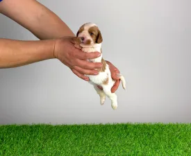 Isabelle - Cavalier King Charles Spaniel Puppy for sale