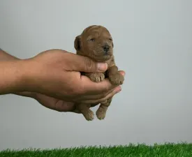 Shara - Caniche Nain Chiot à vendre