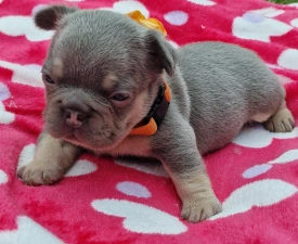 Available Puppy Dogs - Francia bulldog eladó kiskutya