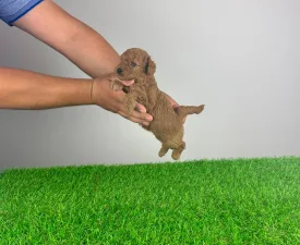 Hippo - Törpe uszkár eladó kiskutya