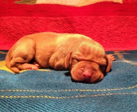 Csillag - Rövidszőrű magyar vizsla eladó kiskutya