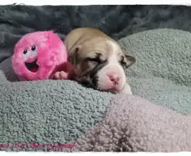 Grace Of Sweet Gangland - Amerikai staffordshire terrier eladó kiskutya