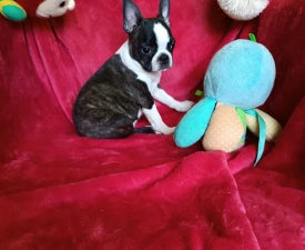 Émy - Boston Terrier Angebotener Welpe