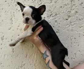 Fiona - Boston Terrier Puppy for sale