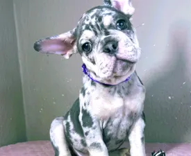 Greg - French Bulldog Puppy for sale