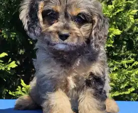 Fuze - Cavapoo Puppy for sale