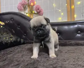 Tyson - Mops Angebotener Welpe