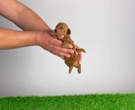 Oliver  - Pudel Toy Cățeluș de vânzare