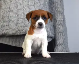 Gold Leash Ursa - Jack Russell Terrier Puppy for sale