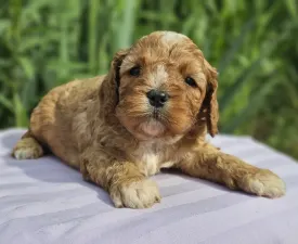 Coolio - Cavapoo Puppy for sale