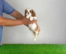 Occia - Cavalier King Charles Spaniel Puppy for sale