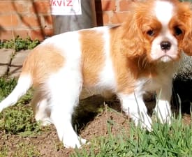 Zea - Cavalier King Charles spániel eladó kiskutya