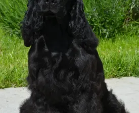 Bella Donna - Angol Cocker spániel eladó kiskutya