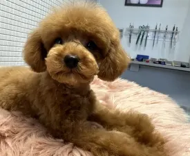 Prada Pupett - Poodle Toy Puppy for sale