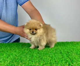 Colby - Pomeranian eladó kiskutya