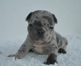 Szofi - French Bulldog Puppy for sale