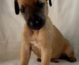 Unity - Whippet Chiot à vendre