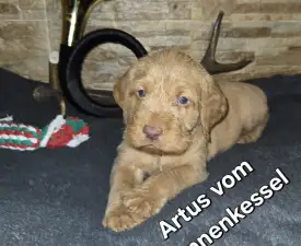 Artus Vom Hunnenkessel - Drótszőrű magyar vizsla eladó kiskutya