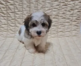 Sabina - Havanese eladó kiskutya