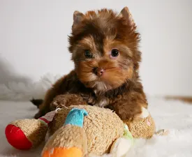 Bella - Yorkshire Terrier Puppy for sale