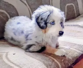 Amber  - Miniature American Shepherd Puppy for sale