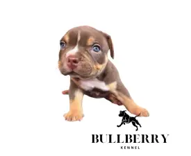 Loganberry - Amerikai Bully - Standard eladó kiskutya