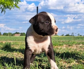 Unique Blood Eloise - American Staffordshire Terrier Puppy for sale