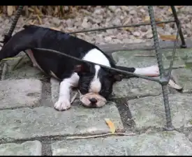 Gordon - Boston Terrier eladó kiskutya
