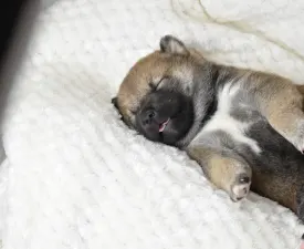 Bravados Chiyuki - Šiba inu Štenci na prodaju