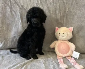 Black Standard Puppy  - Poodle Standard Puppy for sale