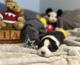 Budnat Aussies Golden Gatekeeper " Kate" - Australian Shepherd Puppy for sale
