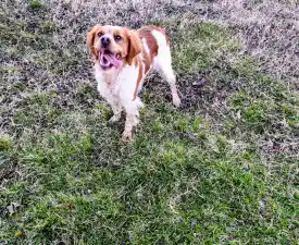 Sofia - Brittany Spaniel Puppy for sale