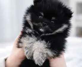 Ashen  - German Pomeranian Spitz Puppy for sale
