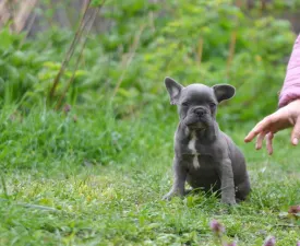 Madeleine  - Französische Bulldogge Angebotener Welpe