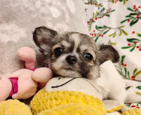 Xura  - Chihuahua Angebotener Welpe