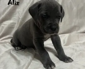 Alíz - Cane corso Szczenię na sprzedaż