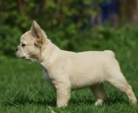 Icebear - Französische Bulldogge Angebotener Welpe