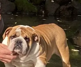 Maila - Angol bulldog eladó kiskutya