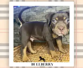 Tayberry - American Bully - Standard Puppy for sale