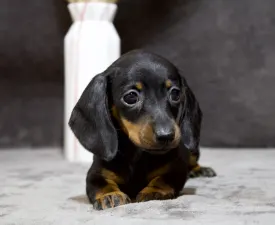 Golden Design Hug Me Stongly  - Dackel Angebotener Welpe