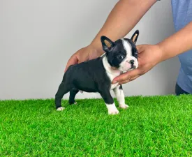 Andor - Boston Terrier eladó kiskutya