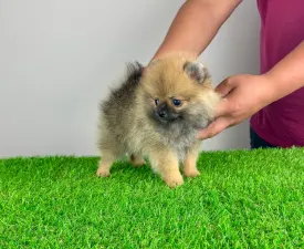 Annabell - Pomeranian eladó kiskutya